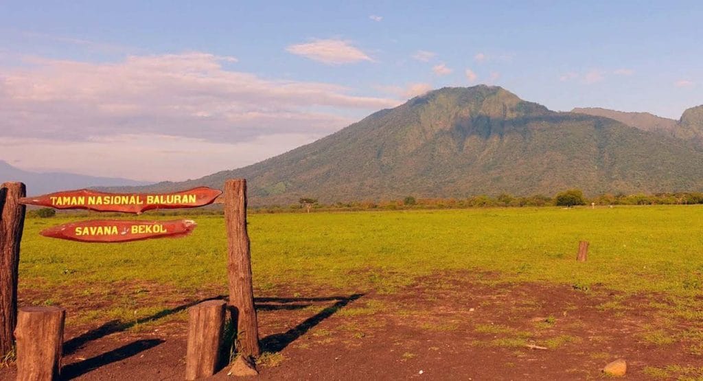 Tn Baluran Kembali Dibuka Ini Syarat Untuk Pengunjung Mounture