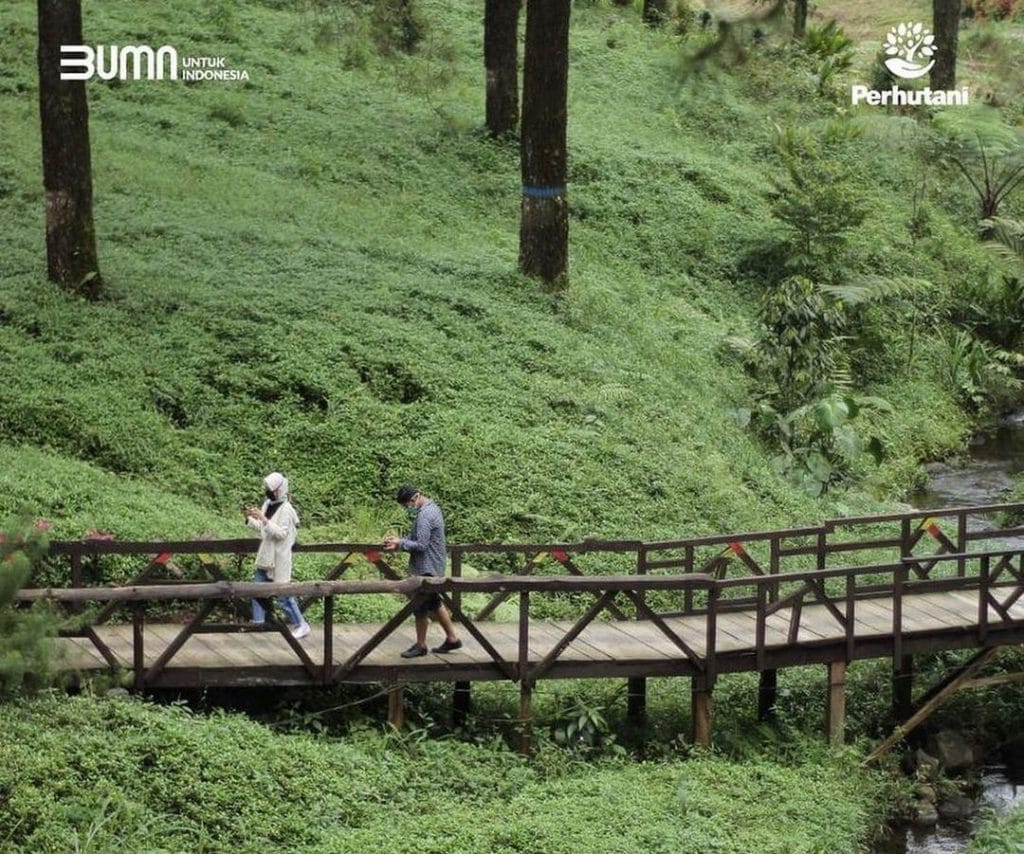 Hutan Pinus Limpakuwus Wisata Alam Menarik Di Banyumas Mounture