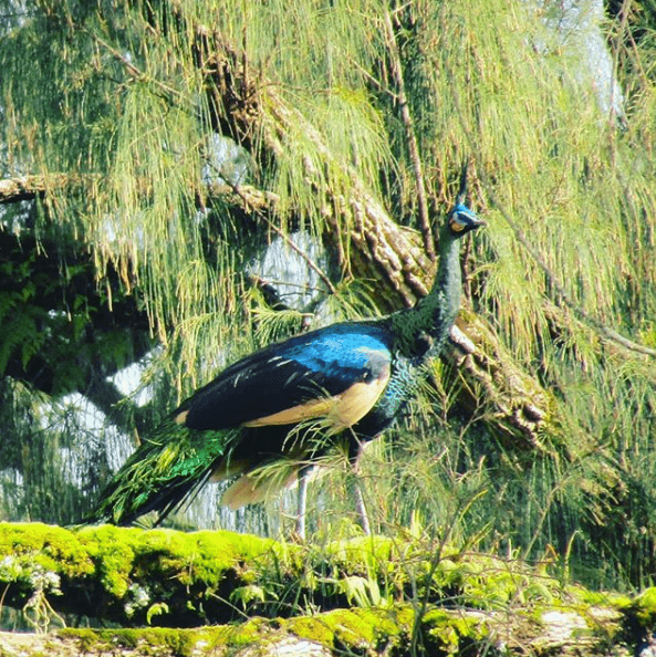 Fauna di Gunung Argopuro