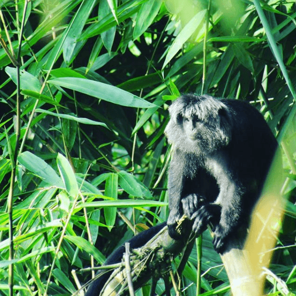 Fauna di Gunung Argopuro