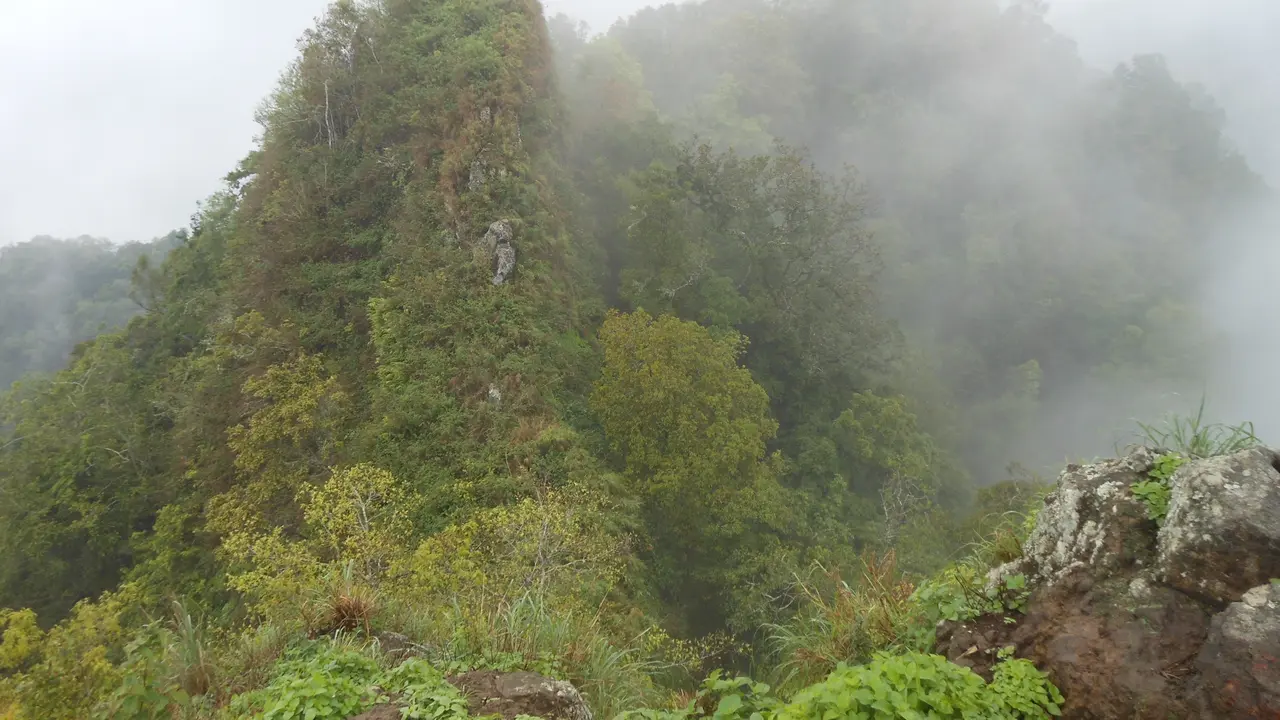 Salah satu jalur menuju ke puncak Gunung Ringgit - Foto: Gunung Baggging