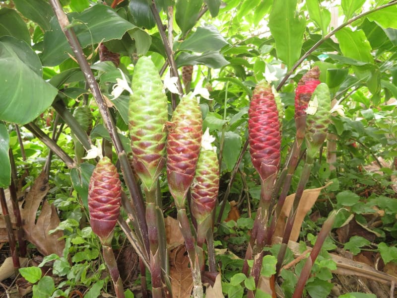 Tanaman Lempuyang Gajah