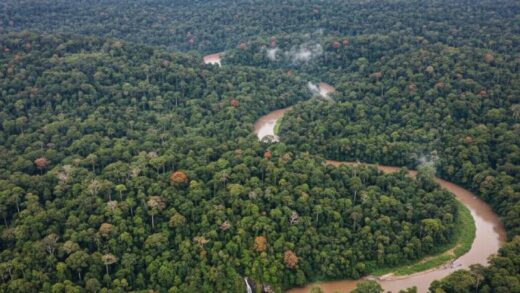 Hutan Kalimantan