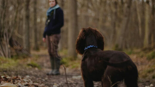 Trekking Bareng Anjing