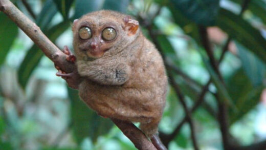Tarsius