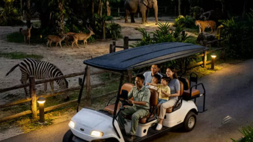 Safari Night Adventure