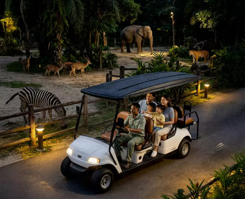 Safari Night Adventure