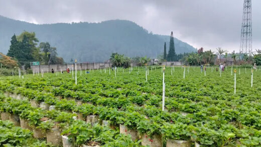 Kebun Assalam Strawberry,