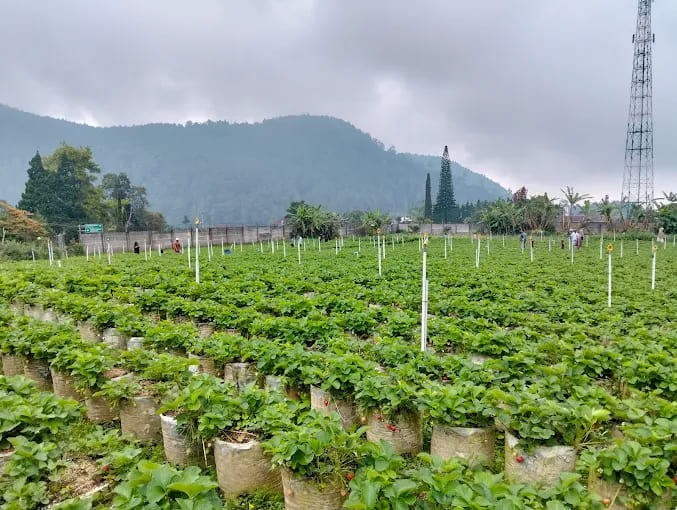 Kebun Assalam Strawberry,