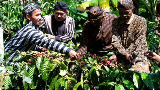 Tradisi Nublek Kopi