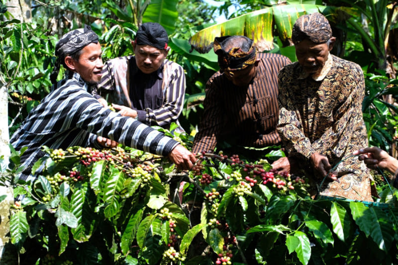 Tradisi Nublek Kopi