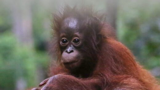 Taman Nasional Tanjung Puting