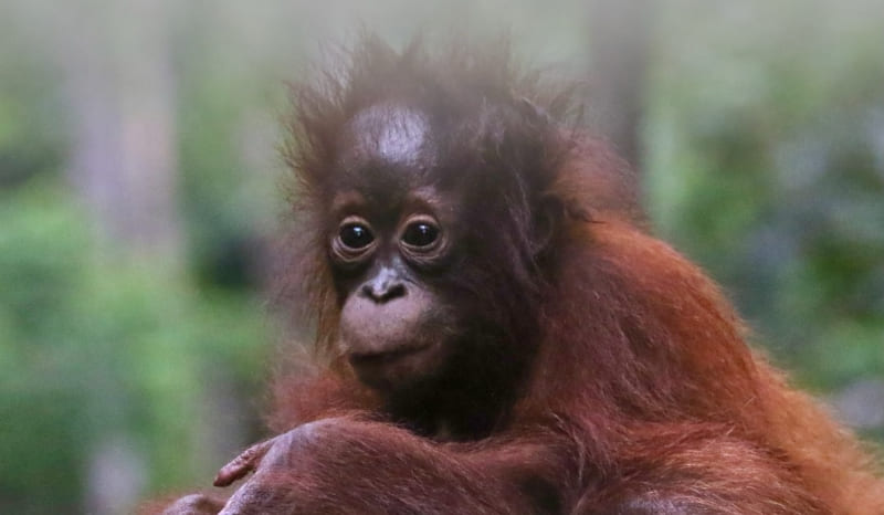 Taman Nasional Tanjung Puting