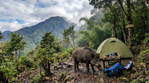 Babi Hutan