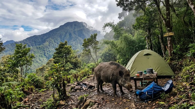 Babi Hutan