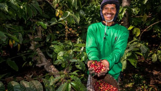 Kebun Kopi Ijen