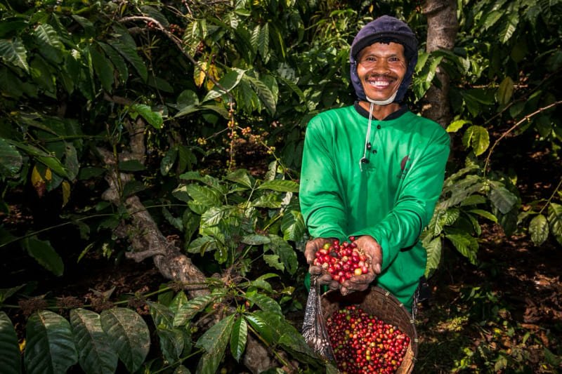Kebun Kopi Ijen