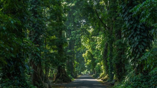 Kebun Raya Bogor