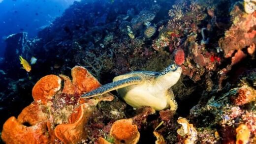 Penyu Raja Ampat