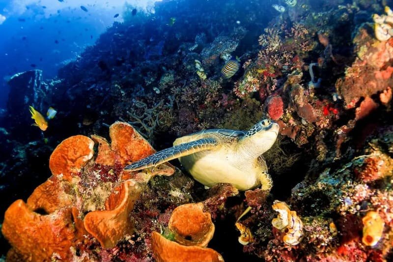 Penyu Raja Ampat